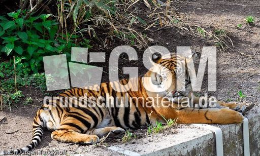 Tiger (10 von 10).jpg